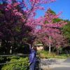 気象庁が行う桜の開花状況も沖縄と奄美地方ではヒカンザクラで観測されています。