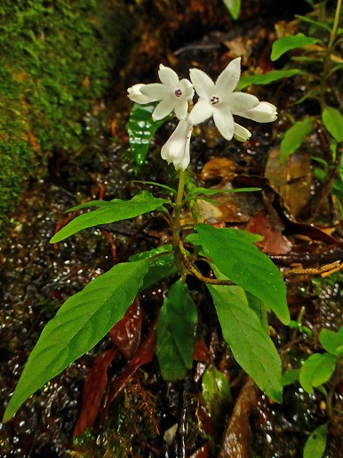 サツマイナモリ　蛇之口滝コースや屋久島の低地で見頃を迎えています。枝先につけた純白の花は可憐で美しく、足元の苔の色とは対照的でよく目立ちます。