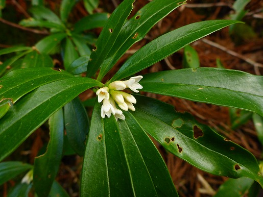 春めいた林内で「コショウノキ」の花が咲いています。ジンチョウゲに似たほのかな香りです。
