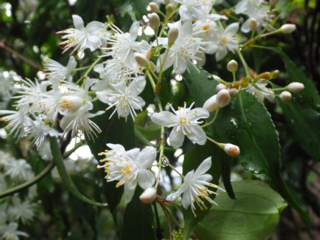 歩道沿いではハイノキ科の「ハイノキ」が白い小花を咲かせ、やさしく登山道を彩っています。