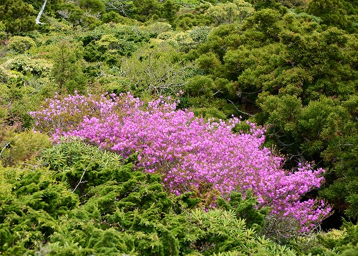 黒味岳周辺ではヤクシマミツバツツジも開花し、山肌を点々と紅に染めています。