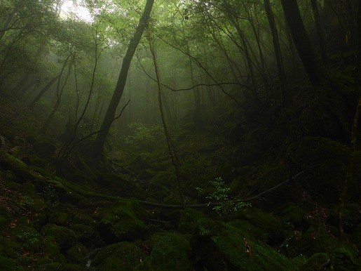白谷雲水峡　霧の森
