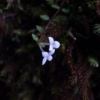 ツルアリドオシ　花の大きさが1～1.5cmほどで、4枚の白い花びらがあります。