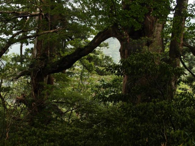 縄文杉登山ルート上にある夫婦杉では、杉の前に立っていた大きな枯れ木が台風の強風で倒れ、夫婦杉本体が大変見やすくなりました。