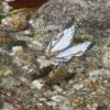 イシガケチョウ　翅の模様が石崖によく似ています。吸水のために水辺の濡れた岩に翅をひろげてとまっている姿は岩とそっくりです。
