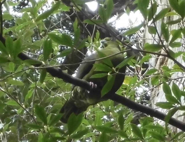 ズアカアオバト　尺八のような、サイレンの音のような、不思議な声で鳴きます。全身緑色でくちばしや目の周りは水色。「アオい鳥」を見つければ幸せになれるかも・・・