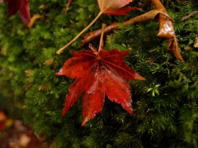 コケとコハウチワカエデ。　標高1200m前後でみられるコハウチワカエデが色づいています。コケむす林床にかさなる紅葉した落ち葉を見るのも屋久島ならではです。