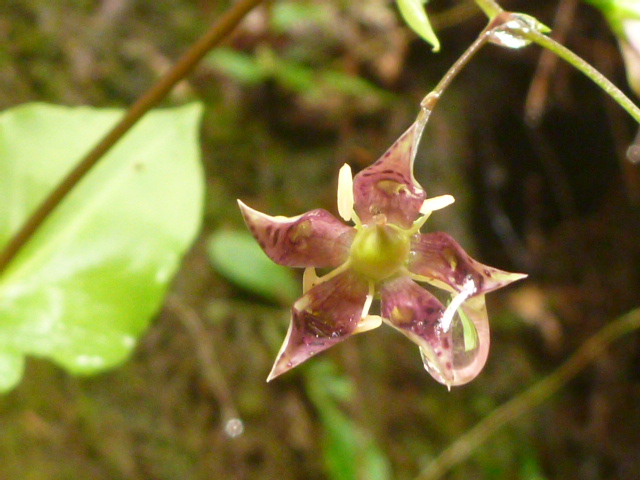 ヘツカリンドウの花。九州南部や南西諸島に分布しますが地域によって花の色に変化があります。