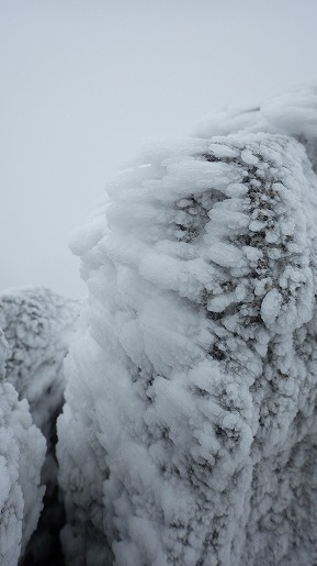 花崗岩に付いた海老の尻尾　強い風雪の造形です