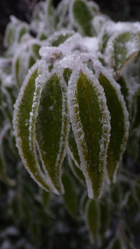 霜に縁取られたアセビの葉