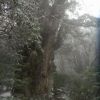 雪の縄文杉