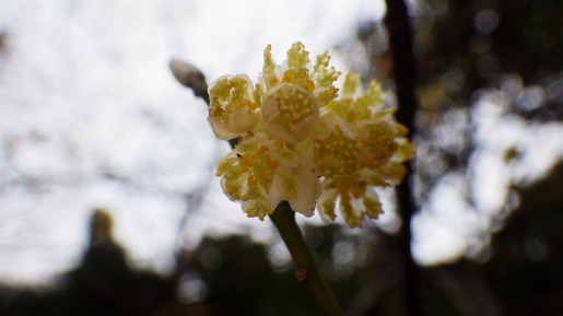 アオモジ　ソメイヨシノと同じように、新芽を出す前に花を咲かせますので、遠くからでもよく目立ちます。近づいて見ると繊細な花で、爽やかな香りもします。