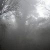 新設デッキから見た霧の縄文杉