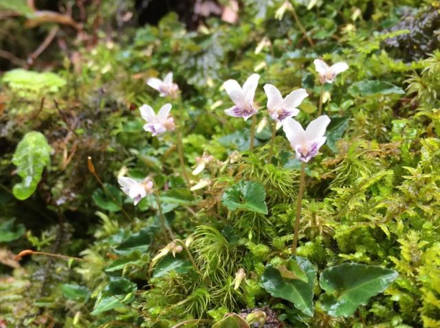 屋久島固有種のヤクシマミヤマスミレ。白い花の中に紫の模様が入った１cmほどの大変可愛いらしい花です。、山道の湿り気のある岩やコケの上などで生息しています。