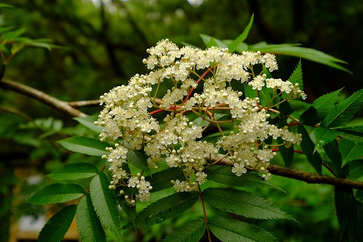 ナナカマドの花　ナナカマドは枝先に直径6～8ミリの白色の小さな５弁花を、密に複数房状につけます。小さな花の集合体は圧倒的な緑に包まれた森でもよく目立ちます。