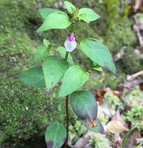 ヤクシママコナ　宮之浦岳などでは、ヤクシマママコナ（屋久島飯子菜）の小さな紅紫色の花が見られます。屋久島の固有変種です。