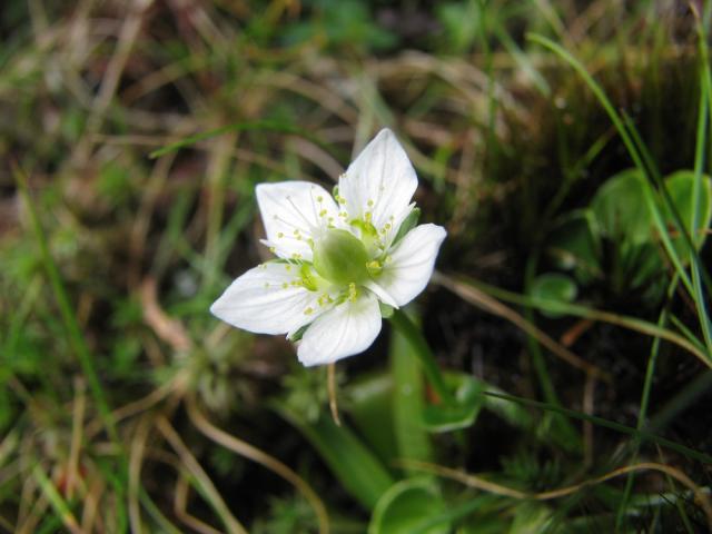 標高1700ｍを超えると、ヤクシマウメバチソウ(ユキノシタ科)の白い花が見られます。