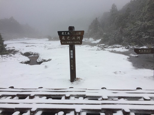 宮之浦岳では標高1620ｍの花之江河が雪に覆われた真っ白な世界となりました。