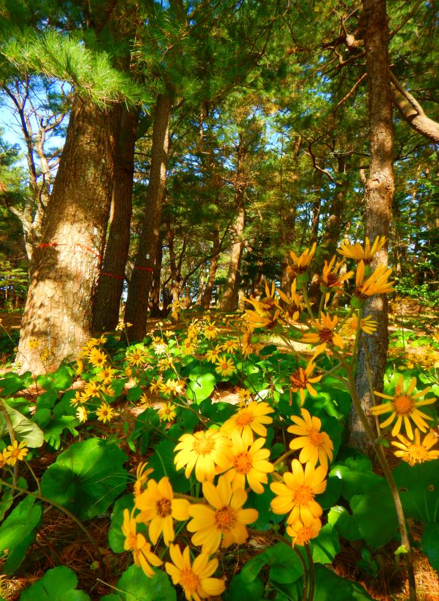 里ではツワブキの花が咲き始めています。本州では秋に花の見頃を迎えますが、温暖な屋久島の海岸部では、冬の時期に鮮やかな黄色い花を楽しむことができます。