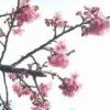 山は雪山でも里ではヒカンザクラ（緋寒桜）が濃いピンク色の花を咲かせ、春の訪れを知らせてくれています。