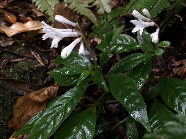 サツマイナモリ　低山の林の中でよく見られ、漏斗状の可愛らしい白い花をつけ、群生していることが多いです。