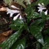 サツマイナモリ　低山の林の中でよく見られ、漏斗状の可愛らしい白い花をつけ、群生していることが多いです。
