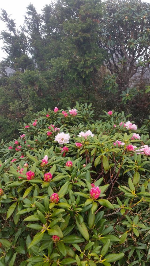ヤクシマシャクナゲが咲く時期が、屋久島が最も華やかな時期です