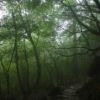 白谷雲水峡雨の森