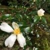 サザンカ（山茶花）の花