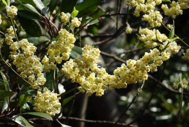 低地や里山では、屋久島の春を告げる「アオモジ」の花が咲いています。