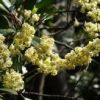 低地や里山では、屋久島の春を告げる「アオモジ」の花が咲いています。