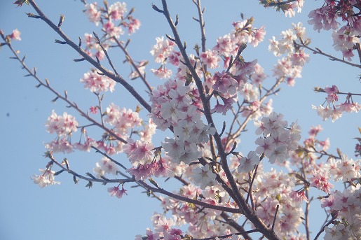 桜の開花がピークを迎え、公園で花見を楽しむ家族も見かけられました。