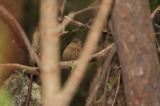 ミソサザイの鳴き声が、屋久島の森によく響いています。