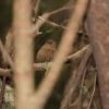 ミソサザイの鳴き声が、屋久島の森によく響いています。