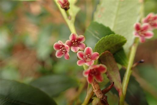 屋久島固有のヒメヒサカキの花　独特の強い刺激臭を放ちます