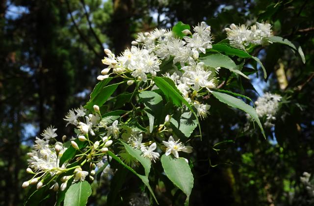 ハイノキ　宮之浦岳や縄文杉のルートではハイノキの花が咲いています