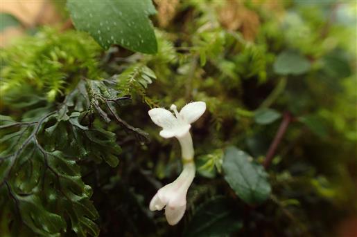 ヒメツルアリドオシ。沢沿いの湿った岩の上などで漏斗状の白い花が二つ並んだ小さな花を咲かせます。鹿児島県絶滅危惧Ⅱ類指定