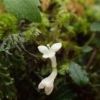 ヒメツルアリドオシ。沢沿いの湿った岩の上などで漏斗状の白い花が二つ並んだ小さな花を咲かせます。鹿児島県絶滅危惧Ⅱ類指定