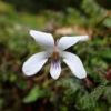 ヤクシマスミレ。白い花に紫の条線がります。屋久島以南の、奄美大島や徳之島、沖縄本島などの南西諸島に分布しています。