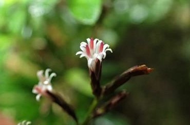 ホソバハグマの花　屋久島固有種