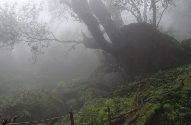 霧の白谷雲水峡、苔むす森
