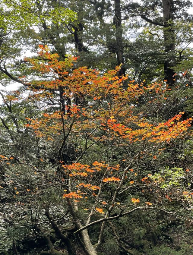 縄文杉のルートでは、コハウチワカエデなどの紅葉が始まっていました。常緑樹の緑の中に紅葉の赤や黄色がより映えます。
