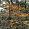 縄文杉のルートでは、コハウチワカエデなどの紅葉が始まっていました。常緑樹の緑の中に紅葉の赤や黄色がより映えます。