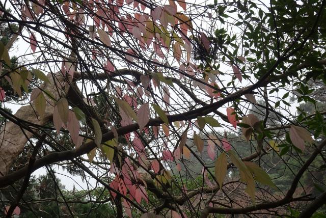 ほとんどの落葉樹が葉を落とした初冬の森の中で、アオツリバナが淡いピンク色の紅葉をしています。