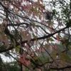 ほとんどの落葉樹が葉を落とした初冬の森の中で、アオツリバナが淡いピンク色の紅葉をしています。