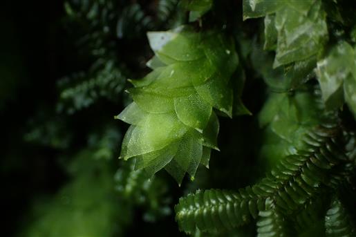 登山道のコケの茂みに明るい緑色をした小さな苔を見つけたら、アブラゴケかもしれません。