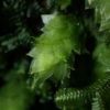 登山道のコケの茂みに明るい緑色をした小さな苔を見つけたら、アブラゴケかもしれません。