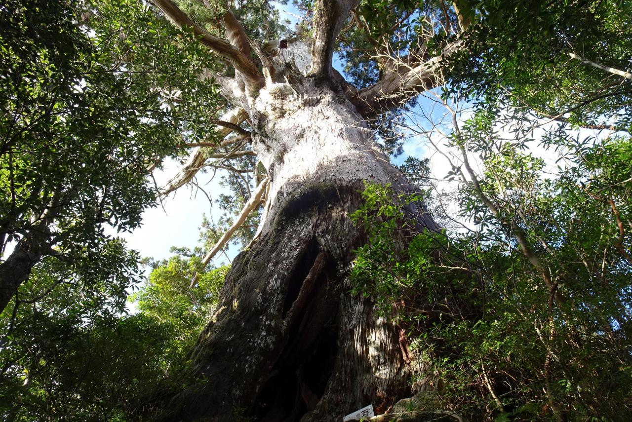 モッチョム岳へのルート上にある推定樹齢3000年の万代杉という名の屋久杉。