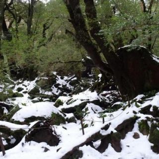 冬の苔むす森。森の中は雪の白さで普段より明るく感じます。