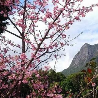 桜とモッチョム岳